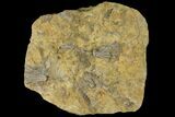 Multiple Crinoid & Bryozoan Fossil Plate - Anna, Illinois #94765-3